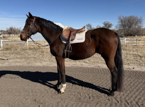 HorseID: 2309744 Ballivor - PhotoID: 1094288