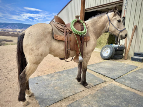 HorseID: 2309745 Sundance - PhotoID: 1094289