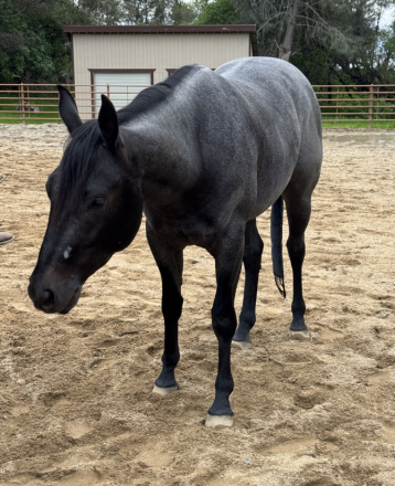 HorseID: 2309746 Blue Brick Valentine - PhotoID: 1094290