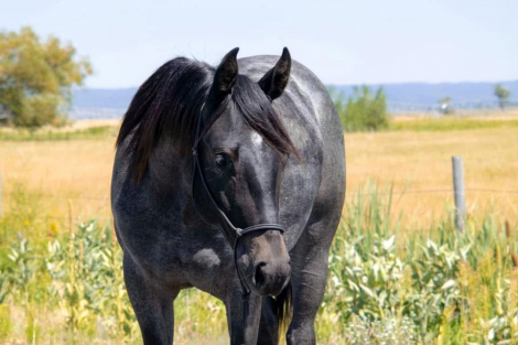 HorseID: 2309746 Blue Brick Valentine - PhotoID: 1094292