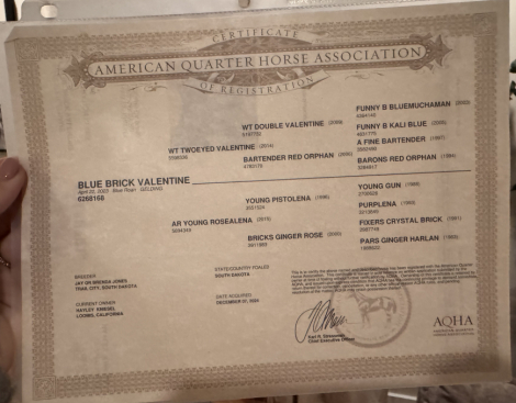 HorseID: 2309746 Blue Brick Valentine - PhotoID: 1094293