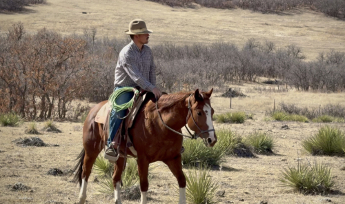 HorseID: 2309747 Moja - PhotoID: 1094294