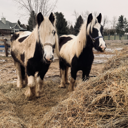 HorseID: 2309753 LUCKY GUYS SHIMMERING DIAMOND - PhotoID: 1094300