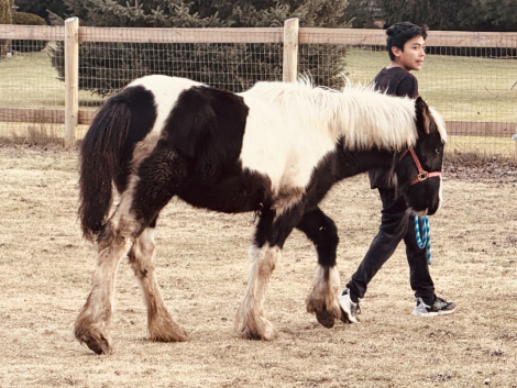 HorseID: 2309753 LUCKY GUYS SHIMMERING DIAMOND - PhotoID: 1094301