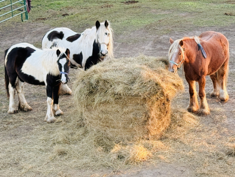 HorseID: 2309753 LUCKY GUYS SHIMMERING DIAMOND - PhotoID: 1094302