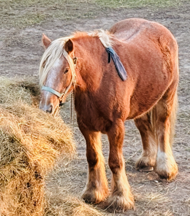 HorseID: 2309756 TARTOK'S BLAZING COMET - PhotoID: 1094296