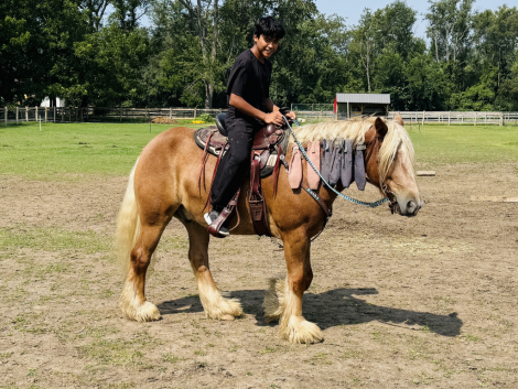 HorseID: 2309756 TARTOK'S BLAZING COMET - PhotoID: 1094297