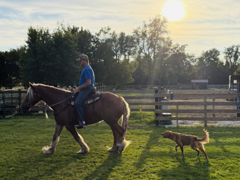 HorseID: 2309756 TARTOK'S BLAZING COMET - PhotoID: 1094298