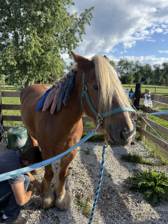 HorseID: 2309756 TARTOK'S BLAZING COMET - PhotoID: 1094299