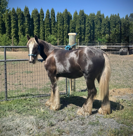 HorseID: 2309757 Tallulah Eve - PhotoID: 1094322