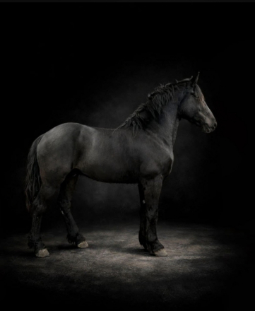 HorseID: 2309758 Magic's Knight AL - PhotoID: 1094304