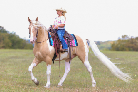 HorseID: 2309760 Joker Jacked Up - PhotoID: 1094309