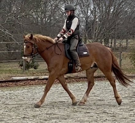 HorseID: 2309766 Waffles - PhotoID: 1094313