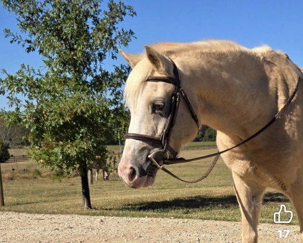 HorseID: 2309768 Bo Peep - PhotoID: 1094314