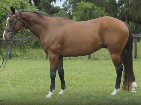 HorseID: 2309772 Makbule - PhotoID: 1094319