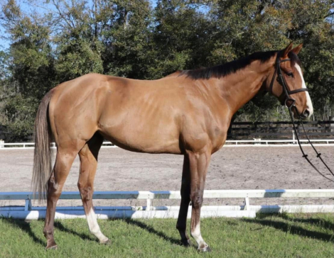 HorseID: 2309773 Sherman - PhotoID: 1094320