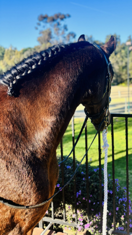 HorseID: 2309774 Cocadora - PhotoID: 1094317