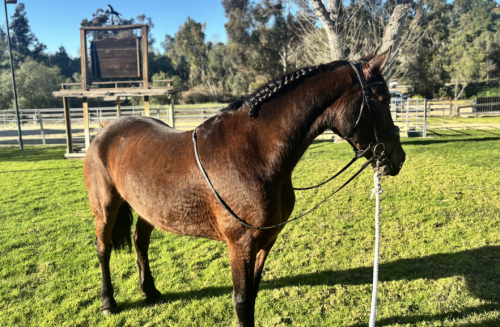 HorseID: 2309774 Cocadora - PhotoID: 1094318