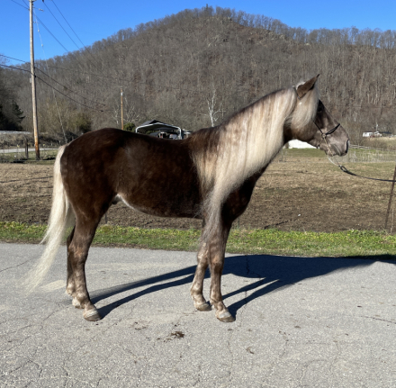 HorseID: 2309779 Choco-Lots Battle Stations - PhotoID: 1094383