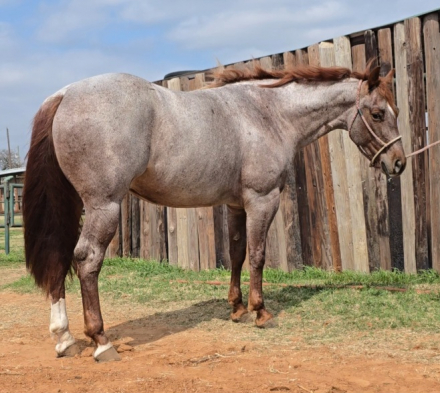 HorseID: 2309781 Super Freaky Cat - PhotoID: 1094323