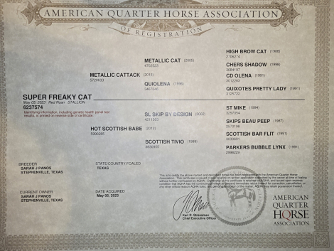 HorseID: 2309781 Super Freaky Cat - PhotoID: 1094324