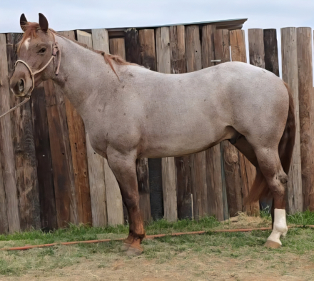 HorseID: 2309781 Super Freaky Cat - PhotoID: 1094325