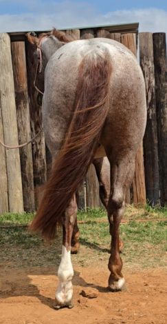 HorseID: 2309781 Super Freaky Cat - PhotoID: 1094326