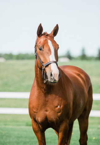 HorseID: 2309782 Mobi - PhotoID: 1094333