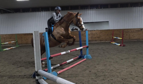 HorseID: 2309782 Mobi - PhotoID: 1094335