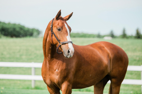 HorseID: 2309782 Mobi - PhotoID: 1094336