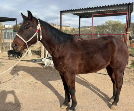 HorseID: 2309783 DJ LITTLE DUEL RUSH - PhotoID: 1094337