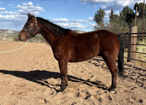 HorseID: 2309783 DJ LITTLE DUEL RUSH - PhotoID: 1094337