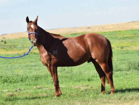 HorseID: 2309787 BNL Safari Sam - PhotoID: 1094338