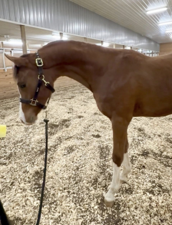 HorseID: 2309788 Lawless V - PhotoID: 1094339