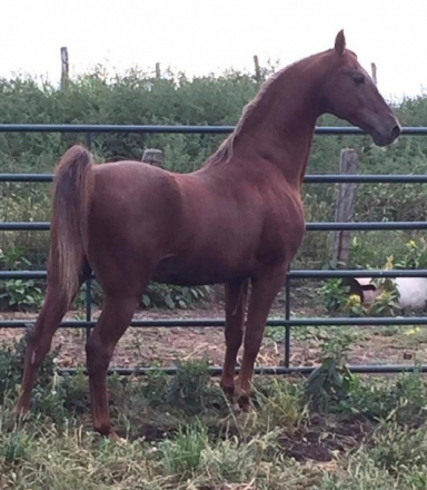 HorseID: 2309789 Radiant Kourage - PhotoID: 1094342