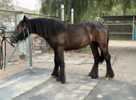 HorseID: 2309791 Gypsy Friesian cross Gelding 2yrs - PhotoID: 1094340