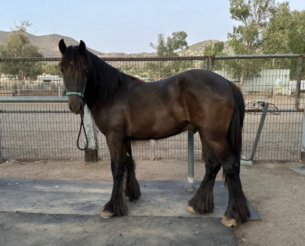 HorseID: 2309791 Gypsy Friesian cross Gelding 2yrs - PhotoID: 1094341