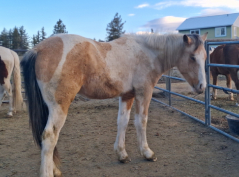 HorseID: 2309792 Koa - PhotoID: 1094362