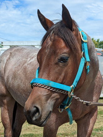 HorseID: 2309795 TELA ME IMA GORGEOUS - PhotoID: 1094343