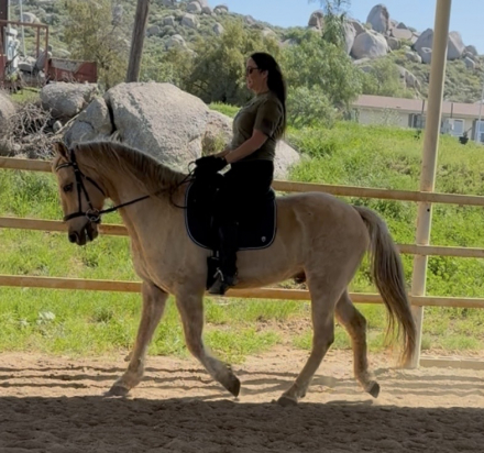 HorseID: 2309797 Porky - PhotoID: 1094452