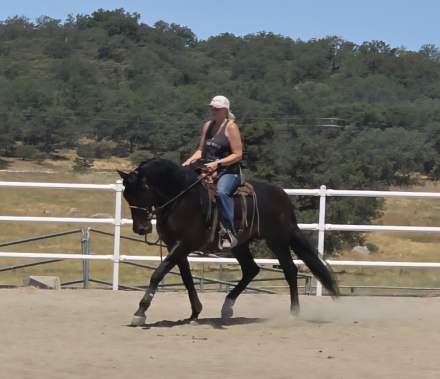 HorseID: 2309802 RC Tabasco - PhotoID: 1094344