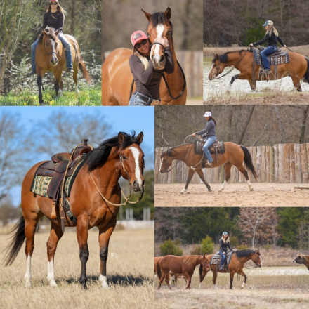 HorseID: 2309803 Hank - PhotoID: 1094345