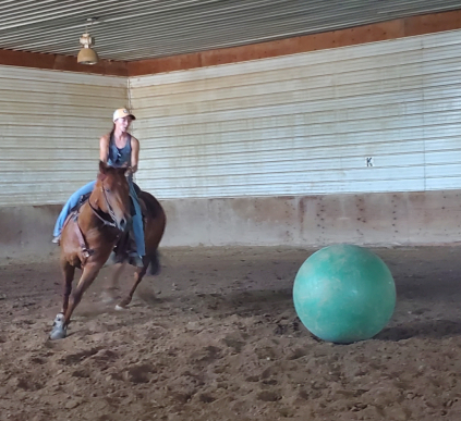 HorseID: 2309804 Speedy - PhotoID: 1094347