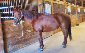 HorseID: 2309804 Speedy - PhotoID: 1094348