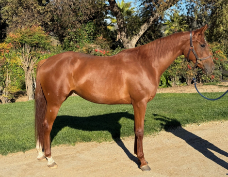 HorseID: 2309806 Checkmate Diva LMJ - PhotoID: 1094351