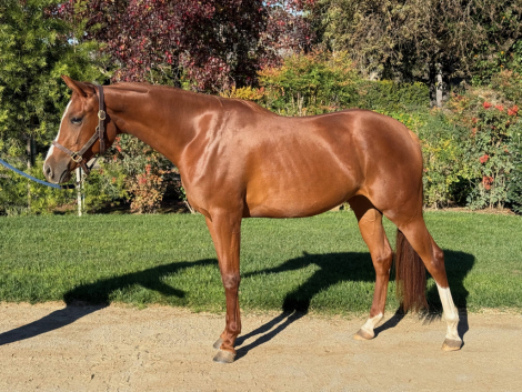 HorseID: 2309806 Checkmate Diva LMJ - PhotoID: 1094352