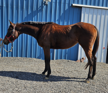 HorseID: 2309810 Banjo - PhotoID: 1094358