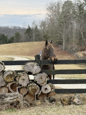 HorseID: 2309812 Chocolate Warning - PhotoID: 1094360