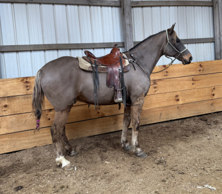 HorseID: 2309812 Chocolate Warning - PhotoID: 1094361