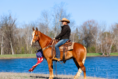 HorseID: 2309822 Charleigh - PhotoID: 1094363